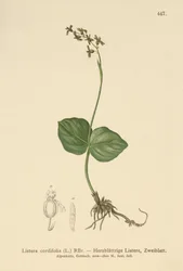 Heart-leaved Twayblade