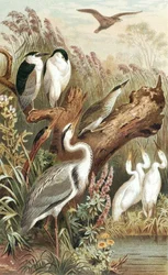 Heron, Plate from 