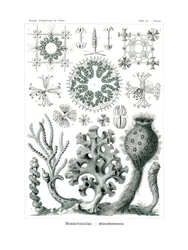 Hexactinellae