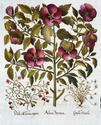Hibiscus syriacus, Stinking Camomile, from Hortus Eystettensis