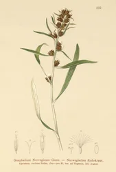 Highland Cudweed
