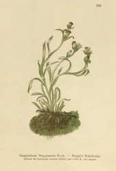 Hoppes Cudweed