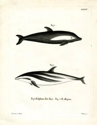 Hourglass Dolphin