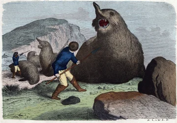 Hunters Fighting Sea Elephants. In 
