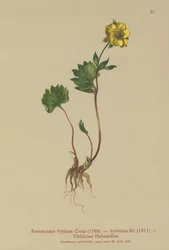 Hybrid Buttercup