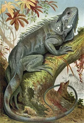 Iguana, plate from Brehms Tierleben