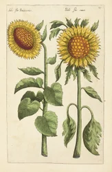 Illustration from Florilegium ... tractans de variis floribus et aliis indicis plantis as vivum delineatum in duabus partis et quatuor linguis concinnatum by Emanuel Sweert, 1612-14