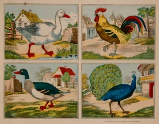 Illustration showing a duck, goose, peacock and rooster, Neuruppiner Bilderbogen