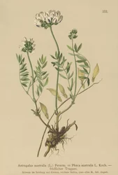 Indian Milkvetch