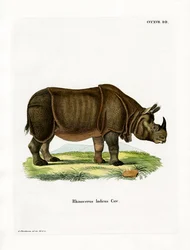 Indian Rhinoceros