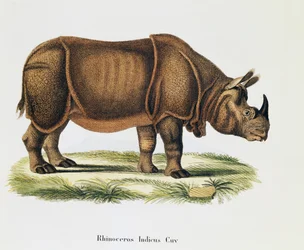 Indian Rhinoceroses (Rhinoceros indicus)