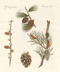 Indigenous Coniferous Woods