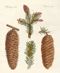 Indigenous Coniferous Woods