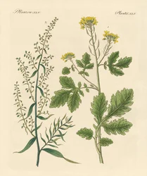 Indigenous Spice Plants