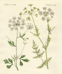 Indigenous Spice Plants