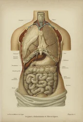 Internal organs of the abdomen and thorax