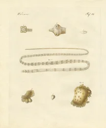 Intestinal Worms