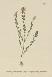 Irish Eyebright