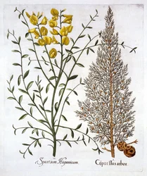 Italian Cypress and Spanish Broom, from Hortus Eystettensis