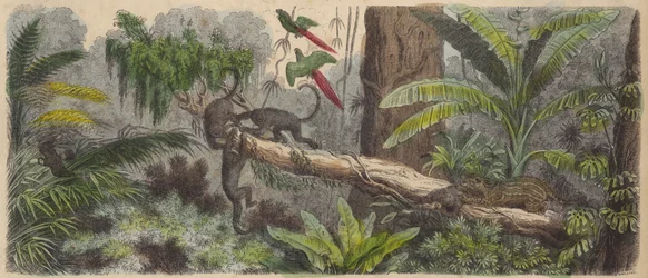 Jungle in Brazil