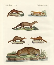 Kinds of otters and martens