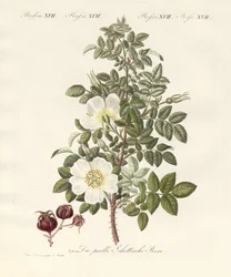 Kinds of roses