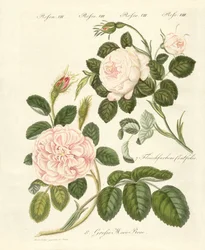 Kinds of roses