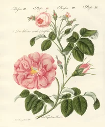 Kinds of Roses
