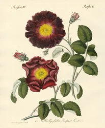 Kinds of Roses