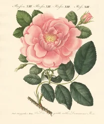 Kinds of Roses