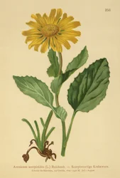 Large-flowered Leopards Bane