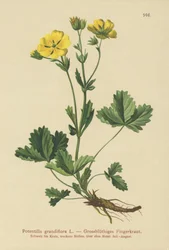 Large-flowered Potentilla