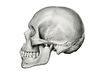 Lateral View of Human Skull
