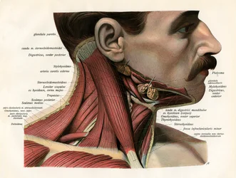 Lateral View of the Muscles and Glands of the Human Neck