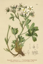 Lax Cinquefoil