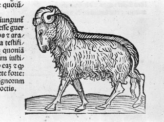 Aquarius - in Treatise by Johannes Angeli De Magnisconnectionibue Annorum Revolutionibus ac Eorum Perfectionibus. Augsburg, Erhard Ratdolt