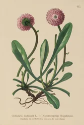 Leafless Stemmed Globularia