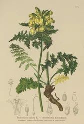 Leafy Lousewort