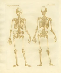 Leg Structure from Human Bodies