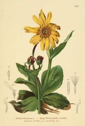 Leopards-bane
