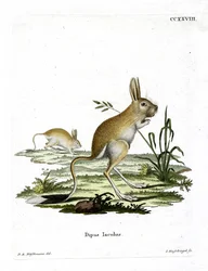 Lesser Egyptian Jerboa