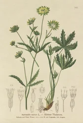 Lesser Masterwort