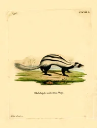 Libyan Striped Weasel