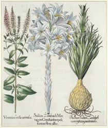 Lily: 1. Sultan Zambach Martagon Constantinopolitanum Flore Albo 2. Veronica Recta Carnlea 3. Bulbus Sultan Zambach Cuminfeunipartecaulis, from Hortus Eystettensis by Basil Besler, pub. 1613