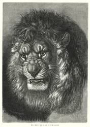 Lion: King of the Animals