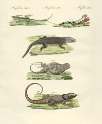 Lizards