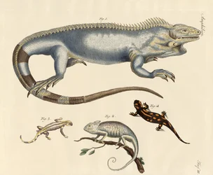 Lizards