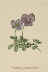 Long-spurred Violet