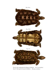 Madagascan Spider Tortoise