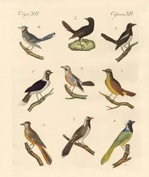 Magpies and Jays